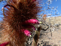 Cleistocactus