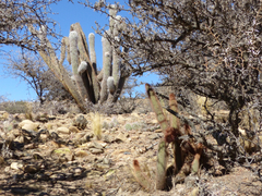 Cleistocactus