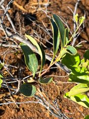 Stenocarpus umbelliferus