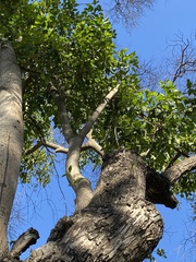 Tracheophyta