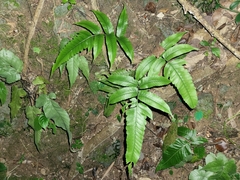 Diplazium mettenianum