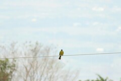 Spizixos semitorques