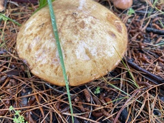 Suillus granulatus