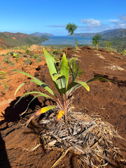 Cordyline neocaledonica