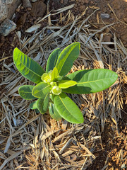 Xanthostemon multiflorus