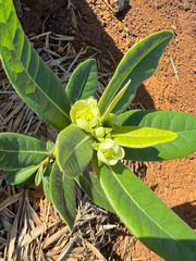 Xanthostemon multiflorus