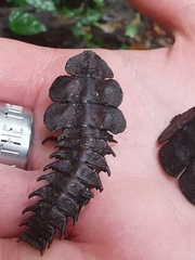 Neurothemis terminata