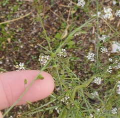Capsella bursa-pastoris