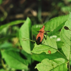 Cutocoris russatus