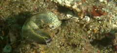 Plakobranchus papua