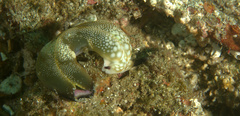 Plakobranchus papua