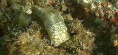 Plakobranchus papua