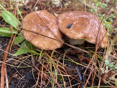 Suillus granulatus