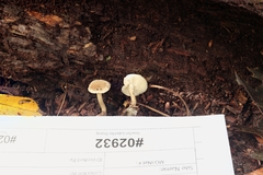 Leucocybe candicans