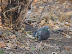Columba livia domestica