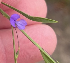 Psoralea asarina