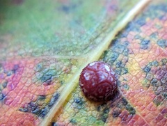 Polystepha globosa