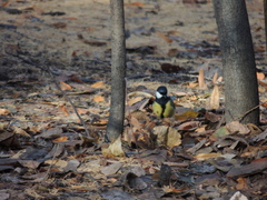 Parus major