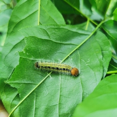Hasora anura