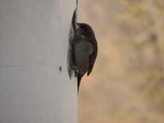 Passer domesticus