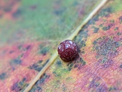 Polystepha globosa