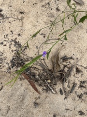 Psoralea asarina