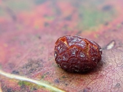 Polystepha globosa