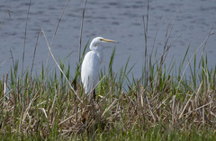Ardea alba