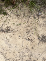 Psoralea asarina