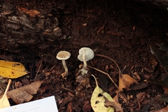Leucocybe candicans