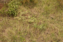 Hermannia lavandulifolia