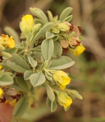 Hermannia lavandulifolia