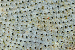 Cryptosula pallasiana