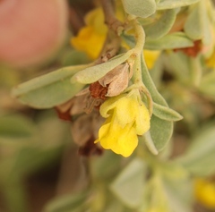 Hermannia lavandulifolia