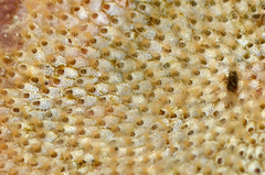 Cryptosula pallasiana