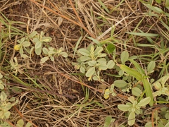 Hermannia lavandulifolia