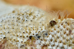 Cryptosula pallasiana