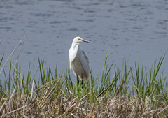 Ardea alba