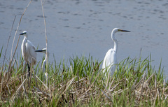 Ardea alba