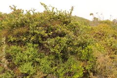 Carissa bispinosa