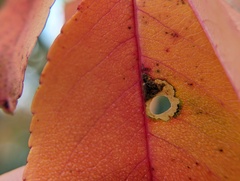 Coptodisca splendoriferella