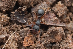 Myrmecina americana
