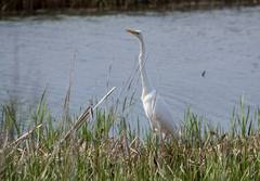 Ardea alba