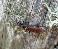 Ichneumon sarcitorius