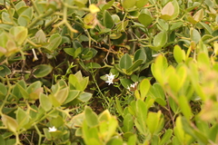Carissa bispinosa