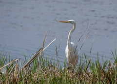 Ardea alba