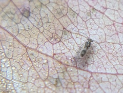 Graphopsocus cruciatus