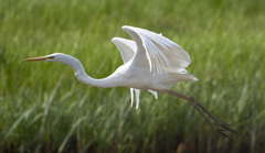 Ardea alba