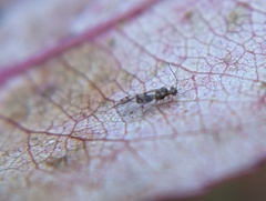 Graphopsocus cruciatus