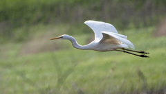 Ardea alba